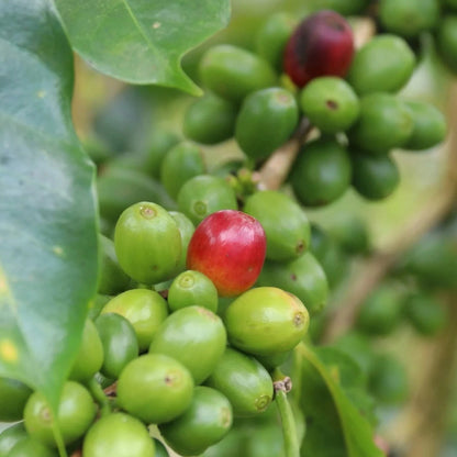 Mundo Maya Coffee Seeds (Coffea arabica var. Mundo Maya) – Premium Certified High-Performance Specialty Gourmet Coffee Bean Seeds for Planting (120 Pcs)
