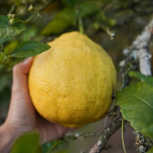 Ponderosa Lemon Seeds (Citrus limon x medica) – Premium Certified Rare American Wonder Lemon Citrus Fruit Tree Plant Seeds for Planting (100 Pcs)