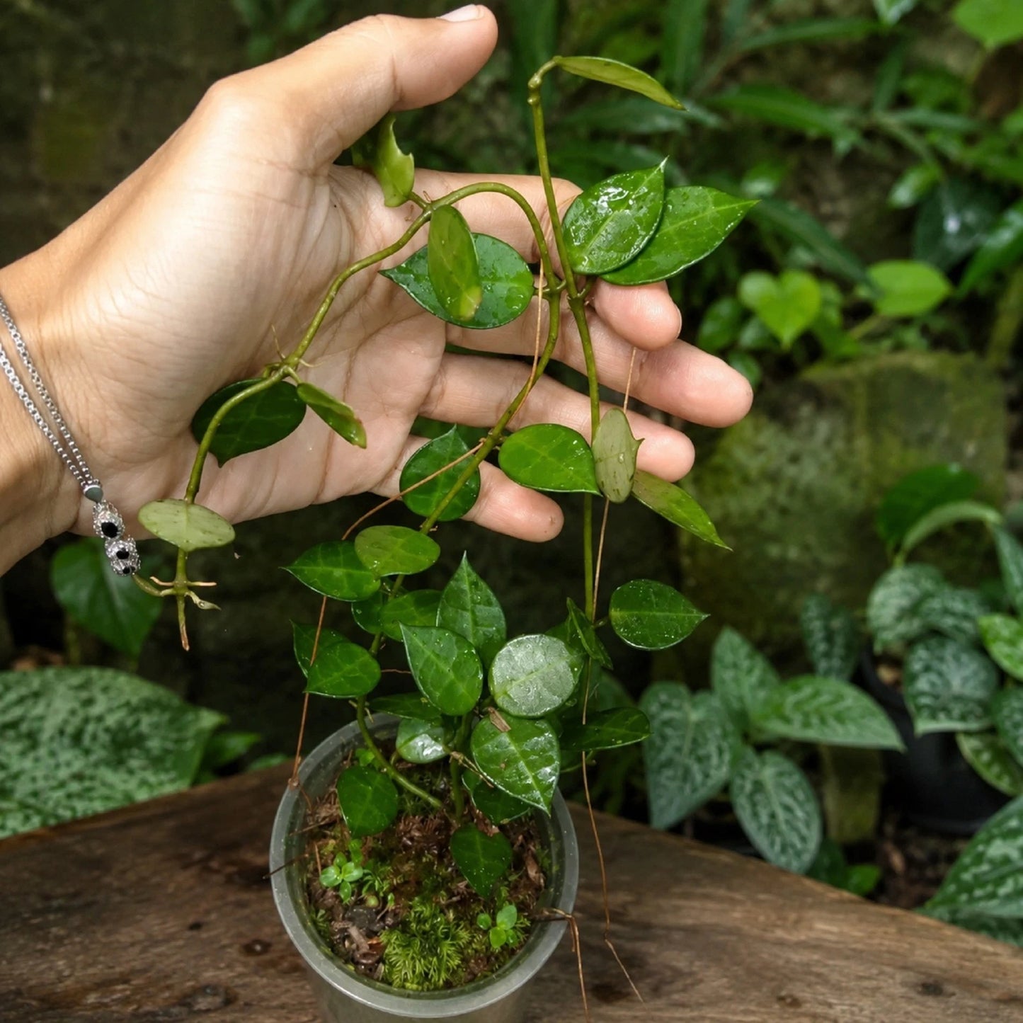 Rare Hoya Lacunosa Live Plant - Premium Fragrant Easy Care Tropical Wax Plant Starter