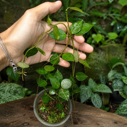 Rare Hoya Lacunosa Live Plant - Premium Fragrant Easy Care Tropical Wax Plant Starter