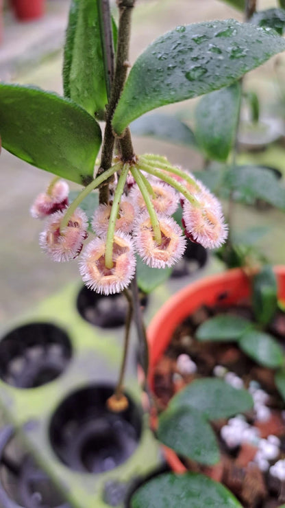 Stunning Hoya Isabelchanae Sp. Gorontalo – Rare Exotic Tropical Wax Plant