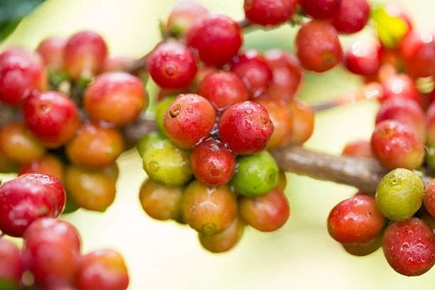Pink Bourbon Coffee Seeds (120+ Bulk Seeds, Coffea arabica) – Rare Colombian Natural Mutation Gourmet Coffee Bean Plant Seeds for Planting