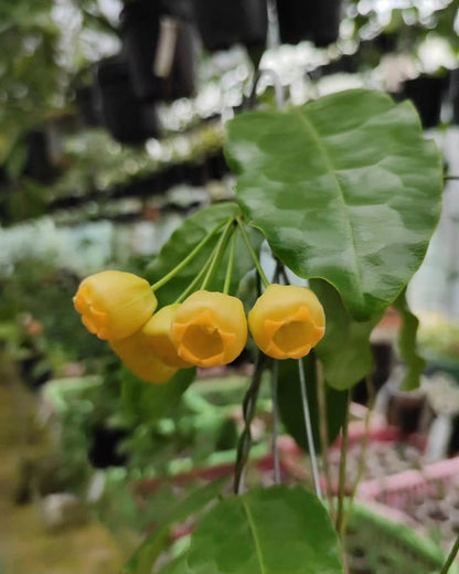 Rare Hoya Inflata Live Plant - Premium Blooming Tropical Lantern Wax Plant Collector Specimen