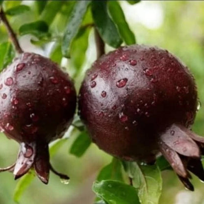 Black Pomegranate Seeds 2000+ (Punica granatum 'Black') – Bulk Rare Dark Fruit Tree & Exotic Orchard Crop Seeds for Planting