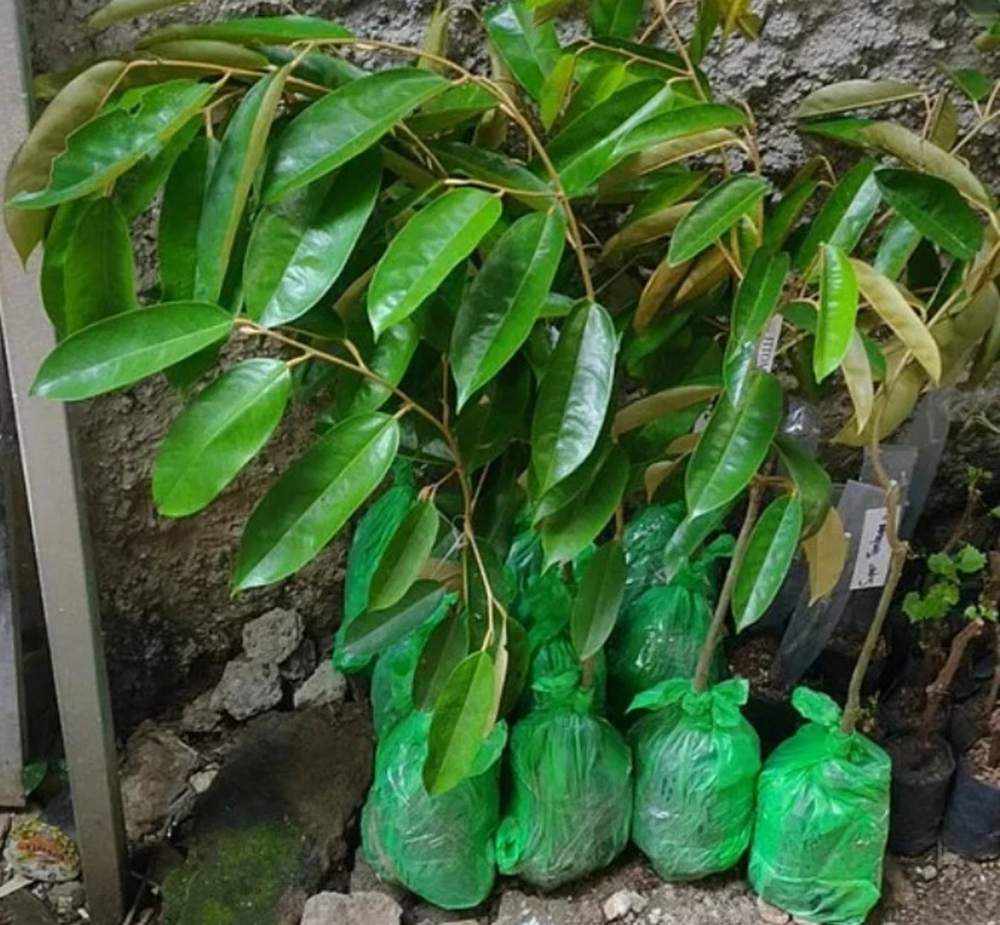 Durian Super Tembaga - Premium Grafted Tropical Fruit Tree