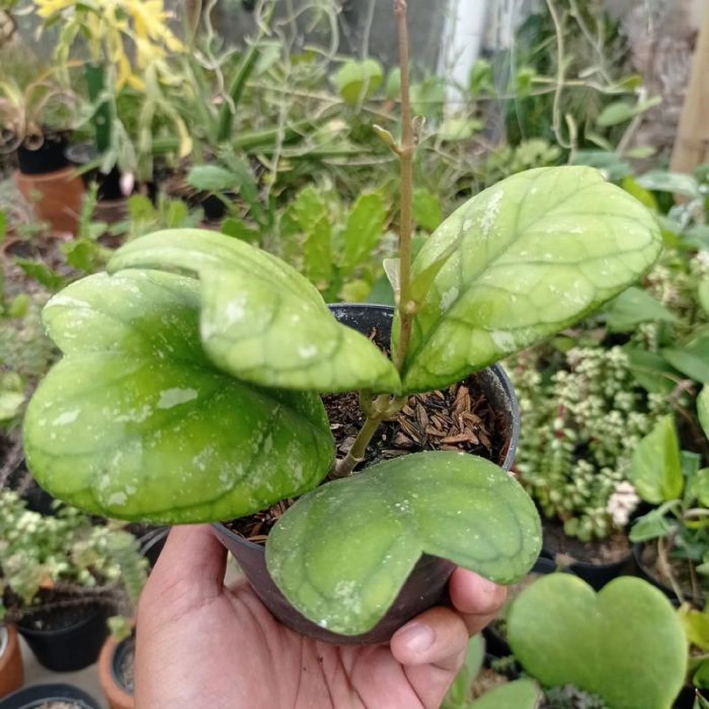 Hoya deykeae - Rare Heart-Leaved Tropical Wax Plant
