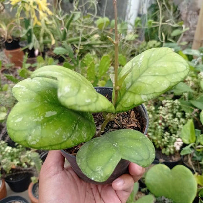 Hoya deykeae - Rare Heart-Leaved Tropical Wax Plant