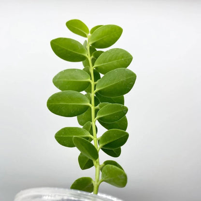 Hoya Cumingiana Flava Rare Tropical Wax Plant (Hoya cumingiana var. flava) – Premium Exotic Epiphytic Yellow-Flowered Vine Plant Seeds & Cuttings for Planting