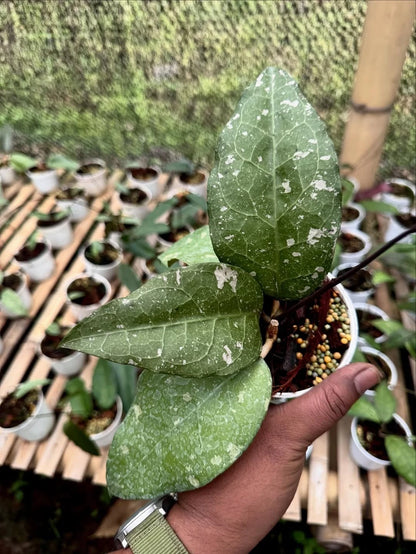 Hoya sp Aceh Bird of Paradise Rare Wax Plant | Tropical Indoor Outdoor Hoya | Exotic Collector Houseplant