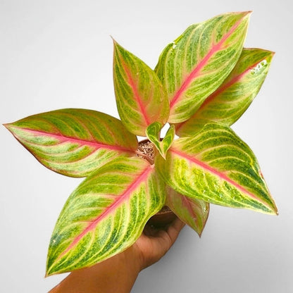 Aglaonema 'Red Panama' - Bold & Exotic Tropical Houseplant