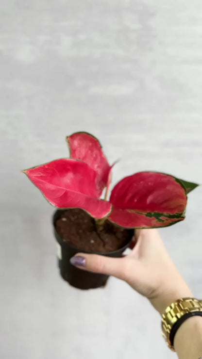 Aglaonema Suksom Jaipong Chinese Evergreen | Colorful Indoor Houseplant | Easy Care Live Plant