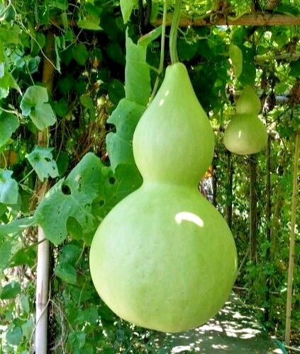 Bottle Gourd Seeds (Lagenaria siceraria) – 350+ Premium Seeds for Planting