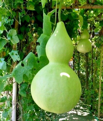 Bottle Gourd Seeds (Lagenaria siceraria) – 350+ Premium Seeds for Planting