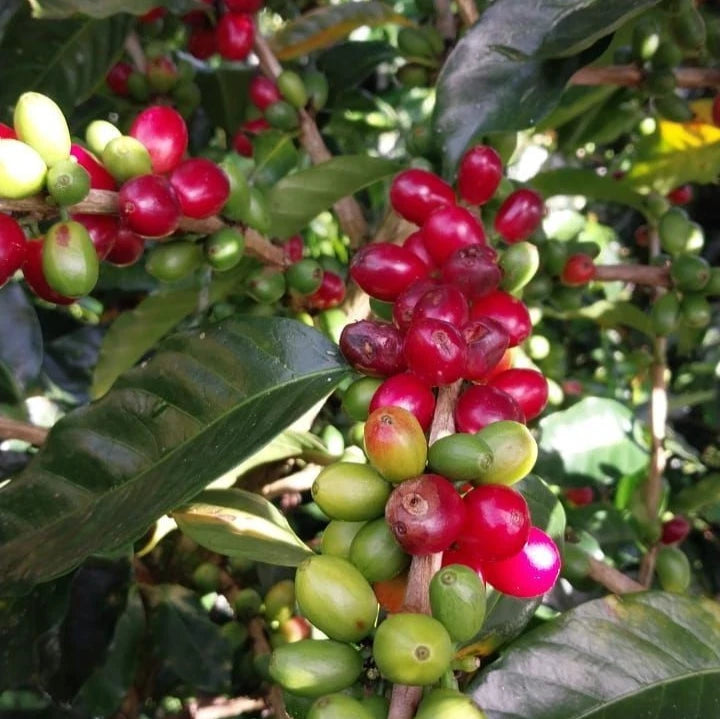 Ateng Jaluk Coffee Seeds (Coffea arabica) – 120 Premium Certified Sumatra Arabica Seeds for Planting