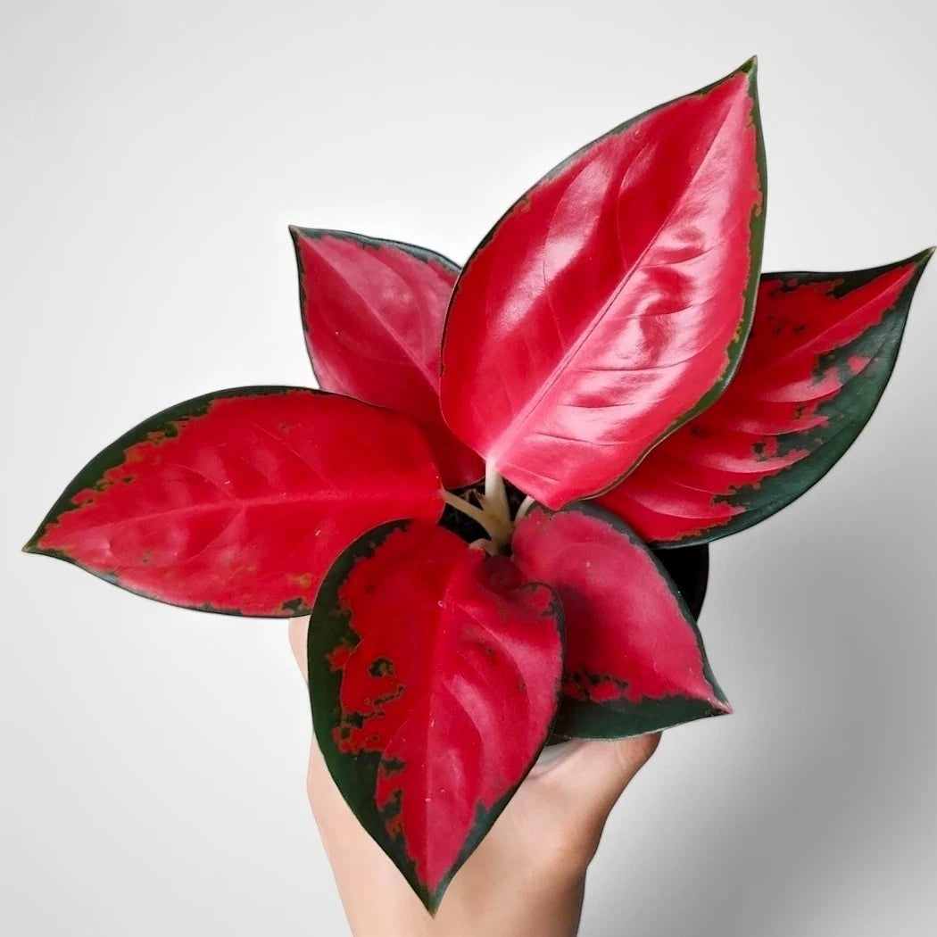 Aglaonema 'Red Suksom Jaipong' - Vibrant Tropical Masterpiece