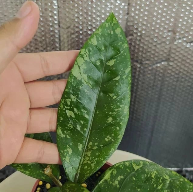 Hoya New SP Gunung Kapi Splash – Rare Tropical Wax Plant Specimen with Silver Splashes for Indoor and Outdoor Living (Live Plant)