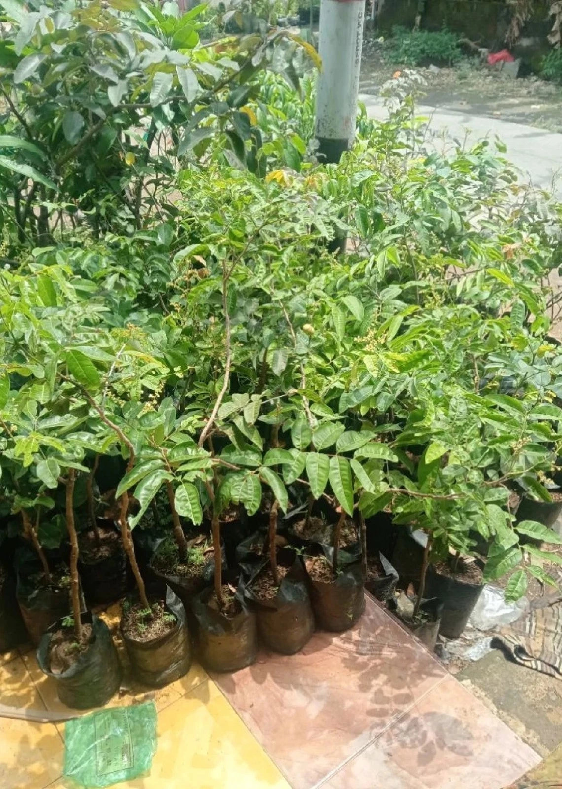 Durian Scented Longan (Kelengkeng Aroma Durian) - Premium Grafted Tropical Fruit Tree