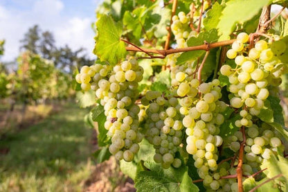 Riesling Grape Seeds 100+ (Vitis vinifera) – Fresh Heirloom Wine Grape & Exotic Vineyard Fruit Plant Seeds for Cultivation