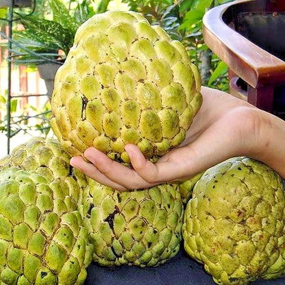 50++ Giant Custard Apple Seeds (Annona squamosa var. Jumbo Sugar Apple) – Premium High-Yield Exotic Tropical Fruit Plant Seeds for Planting