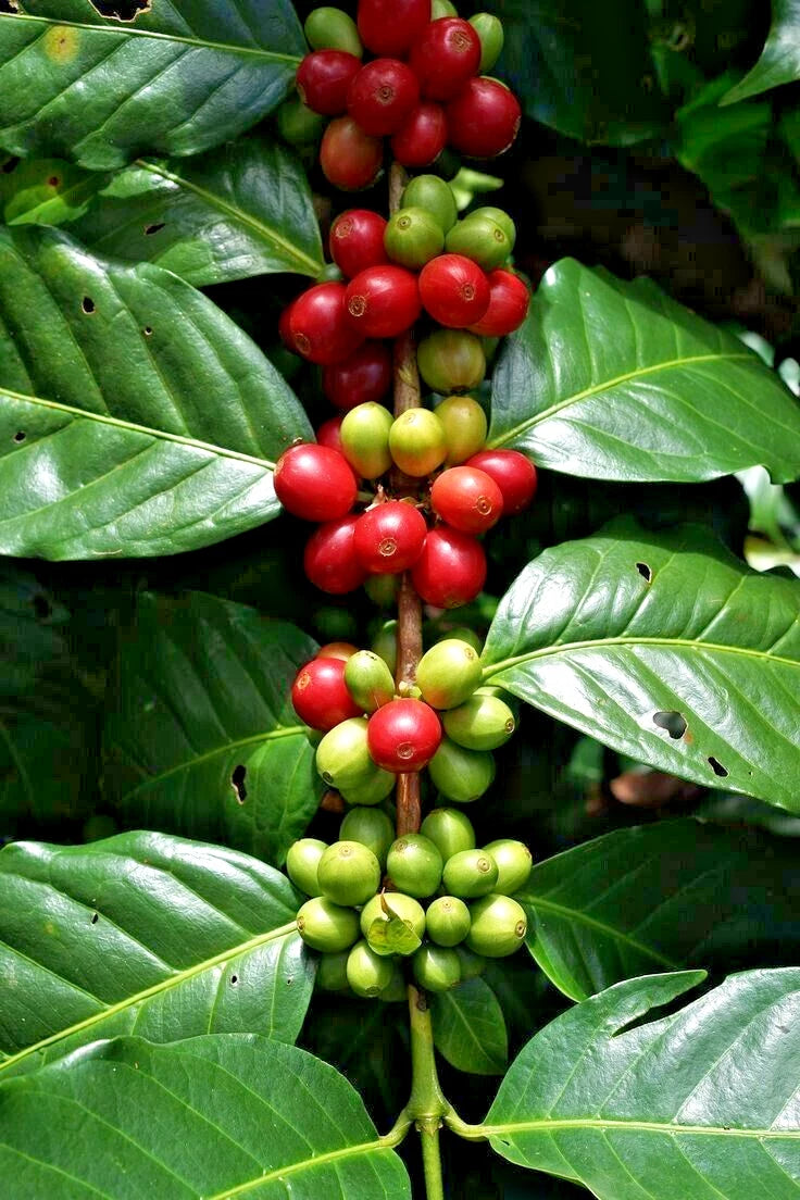 Geisha Green Tip Coffee Seeds 2,000+ (Coffea arabica var. Gesha) – Bulk Rare Highland Specialty Coffee Beans for Planting