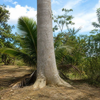 Premium White Albizia Sengon Seeds (Falcataria moluccana var. Solomon) – Fast-Growing Tropical Timber & Shade Tree Seeds for Planting (100+ Pcs)