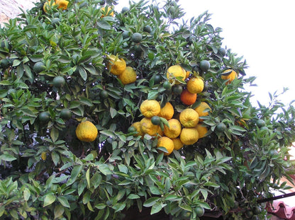 Bitter Orange Seeds 100+ pcs (Citrus aurantium) – Premium Certified Seville Orange Fruit Tree Plant Seeds for Planting