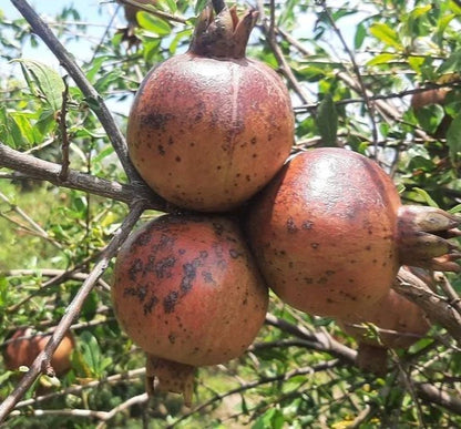 Red Pomegranate Seeds 100+ pcs var. Red Java (Punica granatum) – Premium Certified Ruby Red Fruit Tree Plant Seeds for Planting