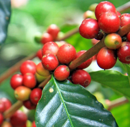 Fresh Typica Java Coffee Seeds (Coffea arabica var. Typica) – Certified Heirloom Indonesian Arabica Coffee Bean Seeds for Planting (120 Pcs)