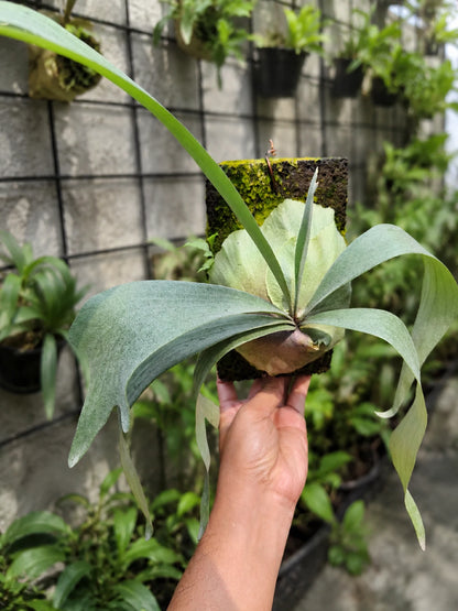 Rare Platycerium Bifurcatum sp. White - Premium Mounted Tropical Epiphytic Houseplant