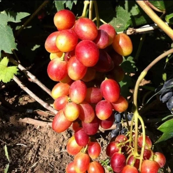 Kupidon Grape Seeds 100 pcs (Vitis vinifera) – Premium Certified Sweet Table Grape Vine Plant Seeds for Planting