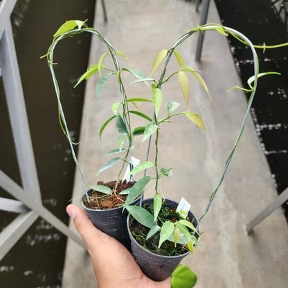 Rare Hoya Exilis Sp Papua - Premium Exotic Tropical Wax Plant Collector's Ivy