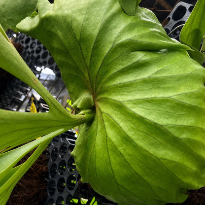 Platycerium 'Kitshakood' - Rare Live Staghorn Fern & Exotic Tropical Collector Plant