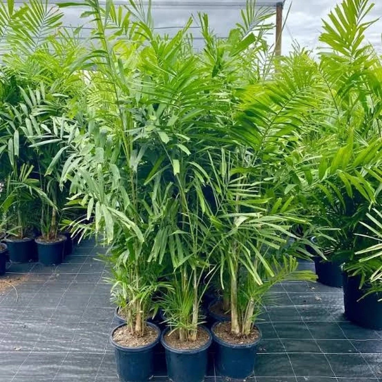 Macarthur Palm (Ptychosperma macarthurii) - Lush Cluster Tropical Palm