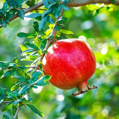 Rumi Pomegranate Seeds (Punica granatum 'Rumi') – 100+ Premium Fresh Rare Balanced Sweet-Tart Soft-Seeded Rumi Pomegranate Seeds