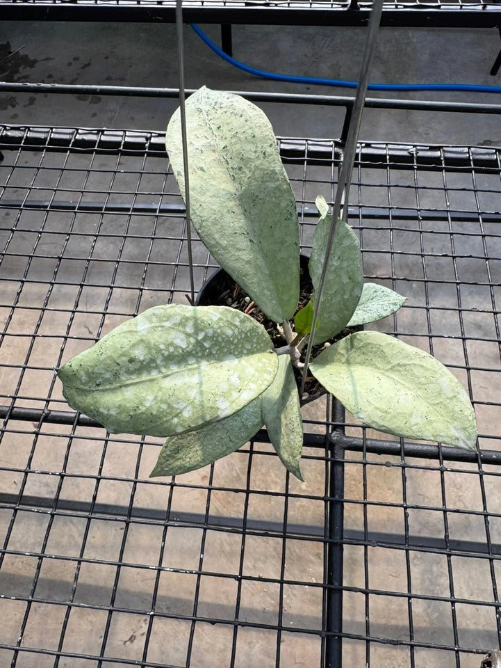Hoya Emperor Silver AFF Clemensiorum Rare Hoya Plant | Tropical Indoor Wax Plant | Collector Houseplant
