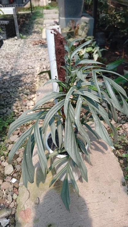Rhaphidophora Tenuis Silver Borneo Seeds (Rhaphidophora tenuis 'Silver Borneo' / Rare Large-Size Variegated Aroid Climbing Plant Seeds) – Premium Exotic Botanical Specimen Plant Seeds for Planting