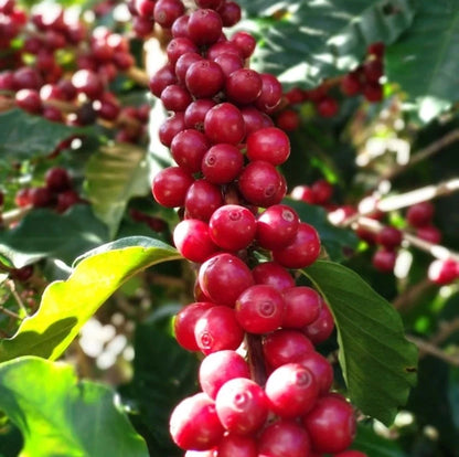 Aramosa Coffee Seeds (Coffea sp.) – 120+ Premium Rare Low-Caffeine Hybrid Coffee Seeds