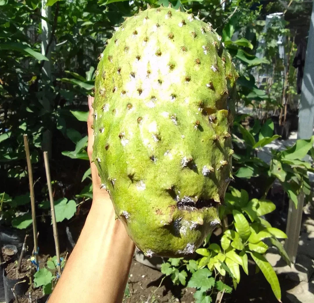 Mandalik Soursop Seeds (Annona muricata 'Mandalik') – Premium Giant Big Fruit Exotic Tropical Annona Fruit Tree Seeds for Planting (100 Pcs)