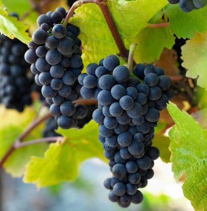 Pinot Noir Grape Seeds (Vitis vinifera) – 100+ Premium Heritage French Red Wine & Table Grape Seeds