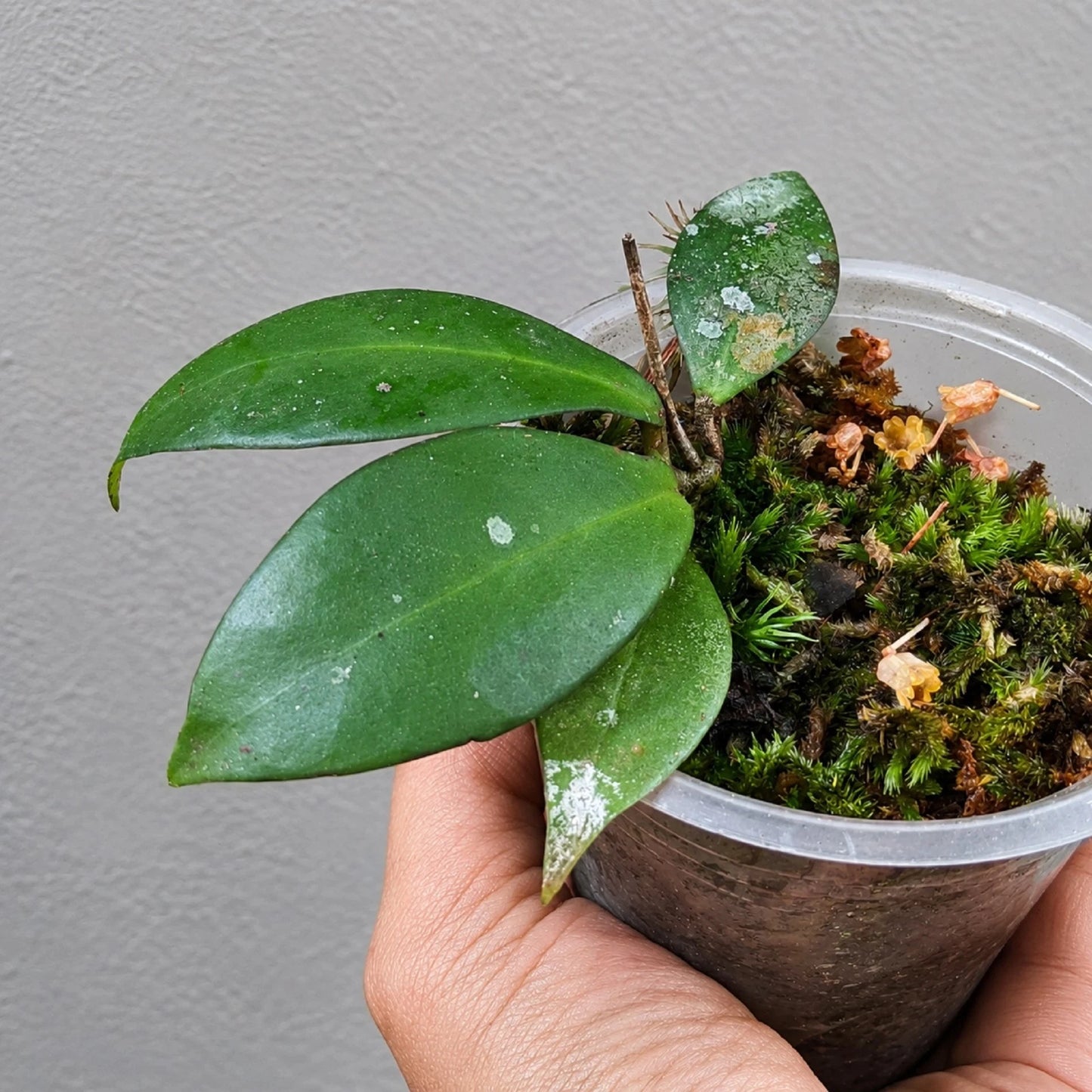 Rare Hoya Kuhlii Live Plant - Premium Rooted Exotic Tropical Collector Wax Plant
