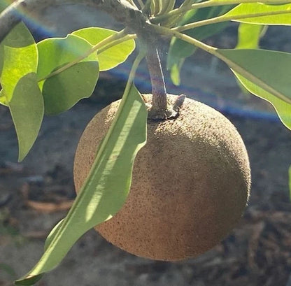 Lara Sapodilla Seeds (Manilkara zapota) – 35+ Premium Rare Sweet Brown Sugar Chikoo Seeds