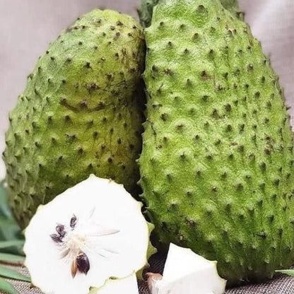 'Sweet El Salvador' Soursop Seeds (Annona muricata) – Elite Exceptionally Sweet Botanical Specimen (Collectors Quality)