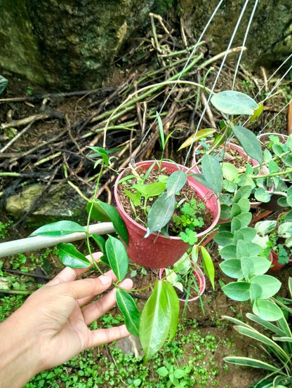 Hoya rubida (sp. Papua) – Rare Tropical Wax Plant