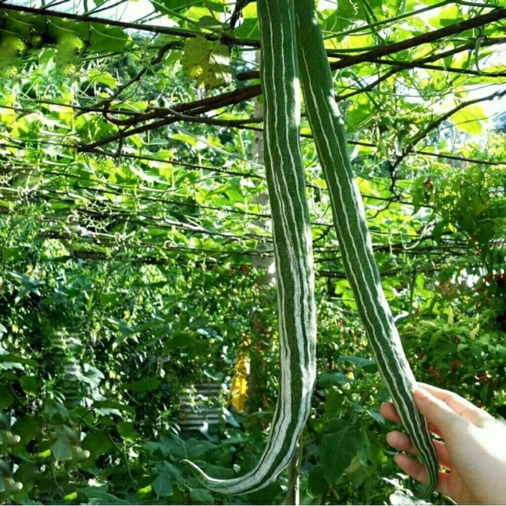 Snake Bitter Melon Seeds (Momordica charantia) – Premium Long Green Bitter Gourd Vegetable Seeds for Planting (300+ Pcs)