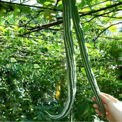 Snake Bitter Melon Seeds (Momordica charantia) – Premium Long Green Bitter Gourd Vegetable Seeds for Planting (300+ Pcs)