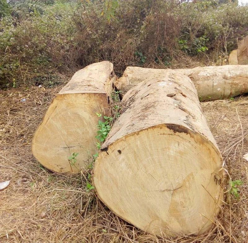 Gmelina Tree Seeds (Gmelina arborea / 100+ Fast-Growing White Teak Timber Tree Seeds) – Premium Exotic Botanical Specimen Plant Seeds for Planting