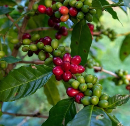 120+ Batian Coffee Seeds (Coffea sp. / High-Yielding Disease-Resistant Arabica Coffee Cultivar Bean Seeds) – Premium Botanical Specimen Plant Seeds for Planting
