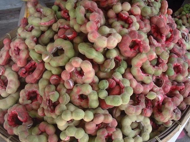 Manila Tamarind Seeds (Pithecellobium dulce) – 500+ Bulk Premium High-Yield Sweet Camachile Seeds