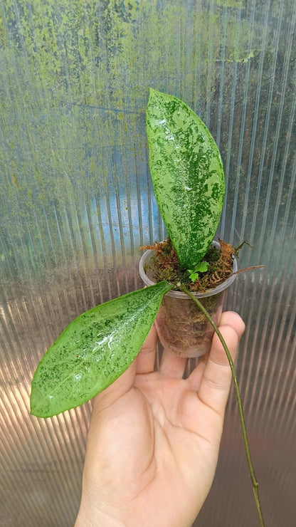 Stunning Hoya Pottsii Silver – Rare Tropical Indoor & Outdoor Wax Plant