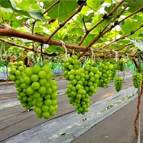 Premium Shine Muscat Grape Seeds (Vitis vinifera var. Shine Muscat) – Luxury Japanese Green Table Grape Fruit Seeds for Planting (100+ Pcs)